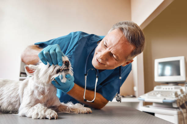 Best Emergency Dentist for Knocked-Out Tooth in Red Lodge, MT